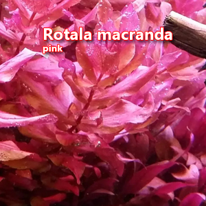 Rotala macranda pink